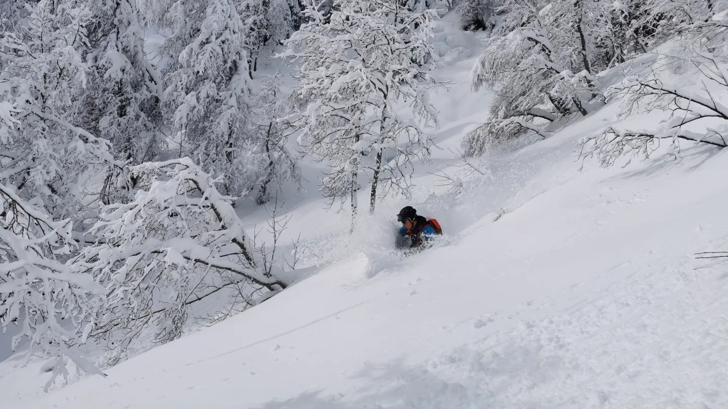 Skogskøyring i Bavallen